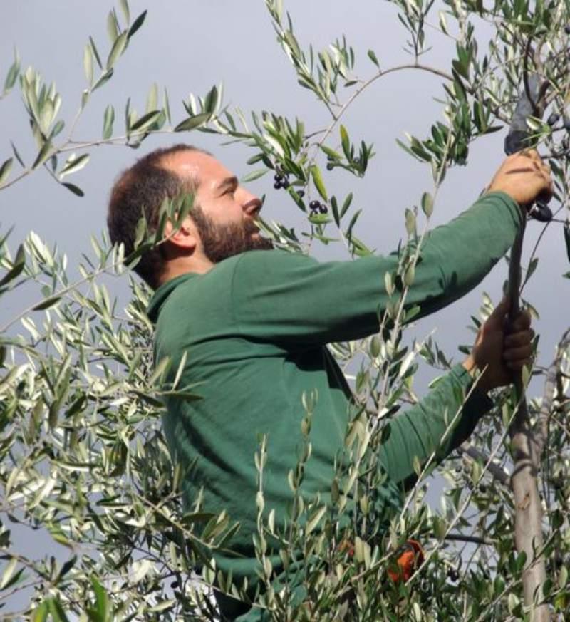 Come effettuare la potatura della parte superiore dell'olivo