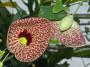 Fiore di Aristolochia da Amazon