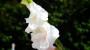 Gladioli bianchi - Foto: Pixabay