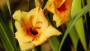 Gladioli gialli - Foto: Pixabay