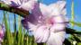 Giardino con gladioli lilla - Foto: Pixabay