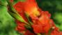 Gladioli rossi - Foto: Pixabay
