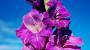 Gladioli viola - Foto: Pixabay