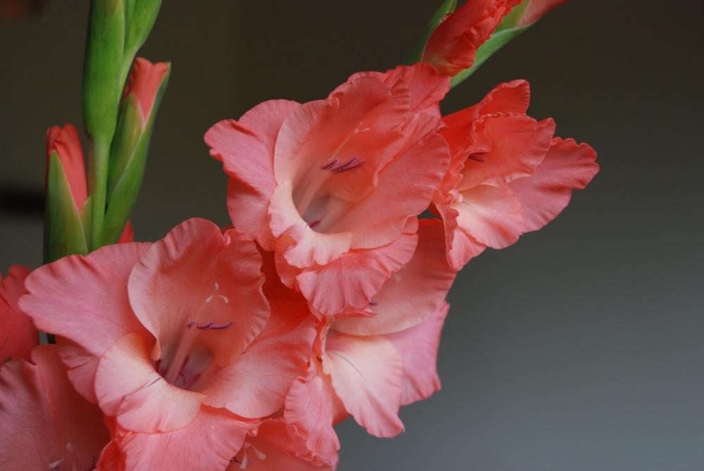 Gladioli rosa - Foto: Unsplash