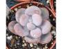 Pachyphytum rosa in vaso da Amazon