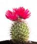 Una fra le varie specie di cactus, dall'infiorescenza spettacolare