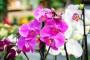 L'orchidea in tutto il suo splendore: non richiede molta esposizione alla luce