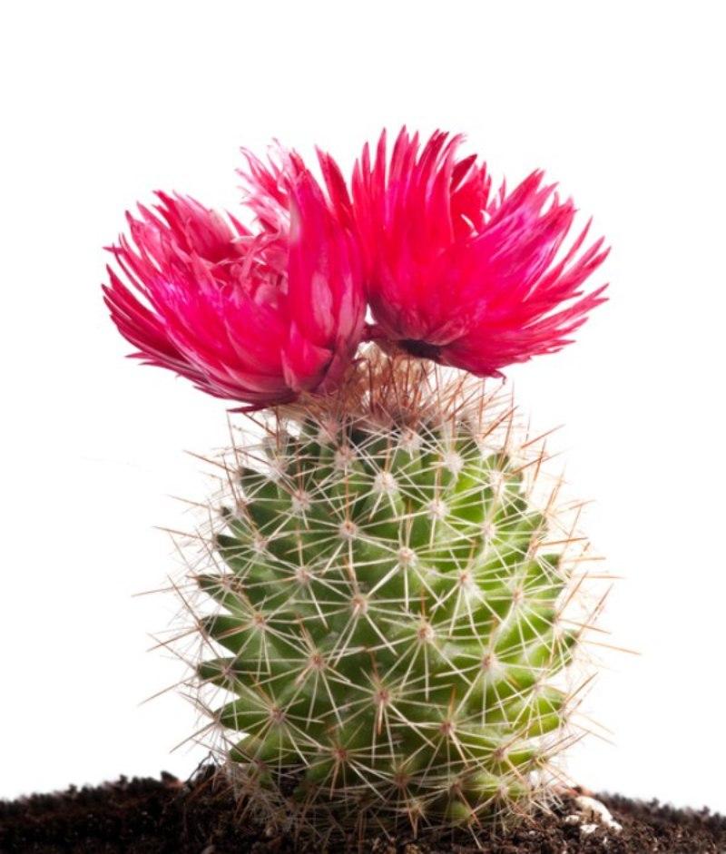 Una fra le varie specie di cactus, dall'infiorescenza spettacolare