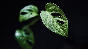 5 piante tropicali da interno facili da curare