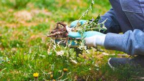 Metodi vari per eliminare le erbacce dal prato