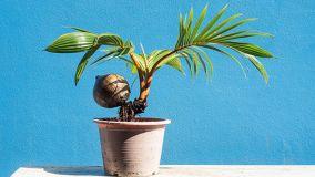 La pianta di cocco in casa: i segreti di una pianta esotica