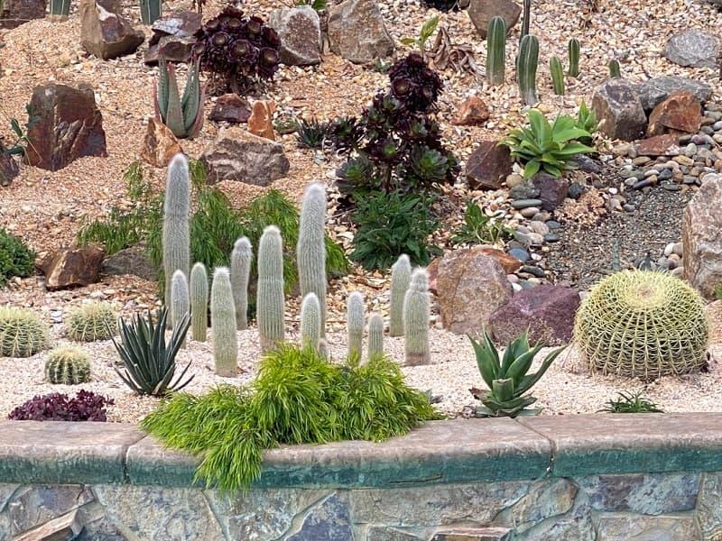 Cactacee e succulente in un dry garden, da finegardening.com