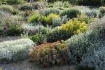 Un esempio di dry garden, foto di Olivier Filippi, da sgd.org.uk