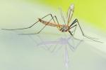 Le zanzare sono le principali nemiche dell'estate