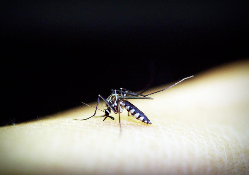 La puntura di zanzare può essere davvero fastidiosa