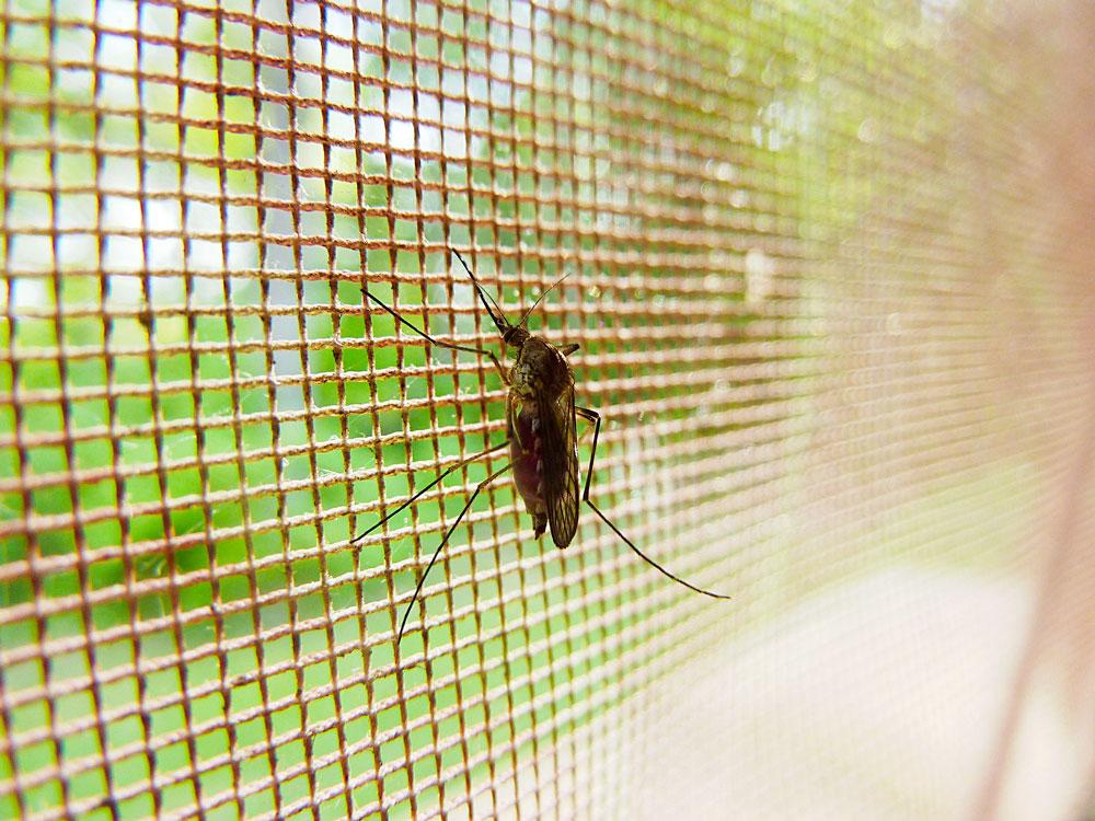 Le zanzariere sono la prima barriera contro le zanzare in casa