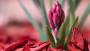 Pianta giacinto rosso - Foto: Pixabay
