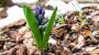 Fiore di giacinto viola - Foto: Pixabay