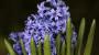 Fiore giacinto lilla - Foto: Pixabay