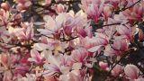 Come coltivare la magnolia