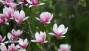 Magnolia albero in fiore - Foto: Pixabay