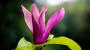 Fiore di magnolia rosa scuro - Foto: Unsplash