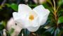 Fiore magnolia grandiflora - Foto: Unsplash