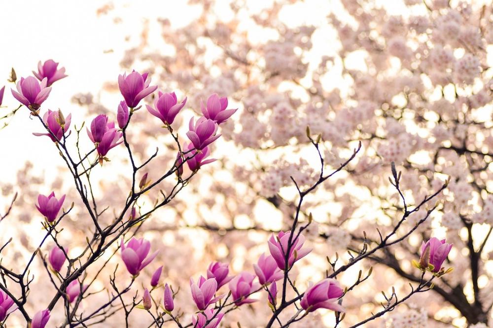 Alberi di magnolia - Foto: Pixabay