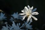 Magnolia stellata - Foto: Unsplash