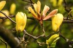 Magnolia gialla - Foto: Pixabay