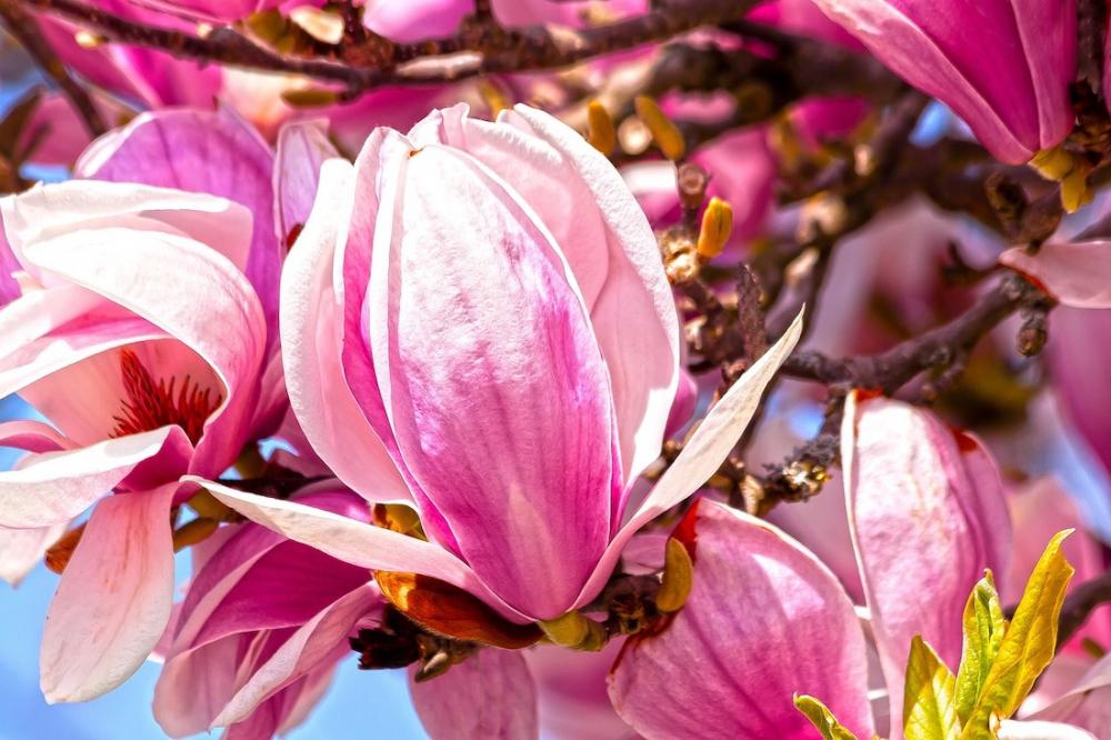 Fiori magnolia - Foto: Pixabay