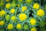 La Rhodiola Rosea, dalla fioritura estiva