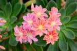 La Lewisia cotyledon, altra particolare sempreverde da balcone