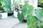 In primo piano la Colocasia, all'interno di un balcone