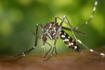 Come eliminare le zanzare in casa