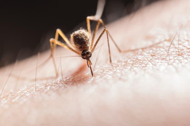 Disinfestare zanzare