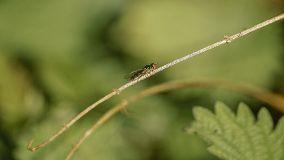 6 modi per liberarsi dei moscerini dalle piante