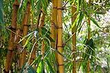 Piante di bambù