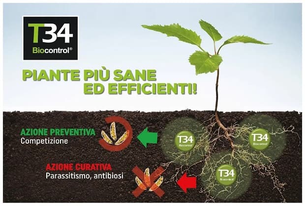 T34 Biocontrol di Biolchim per marciume radicale
