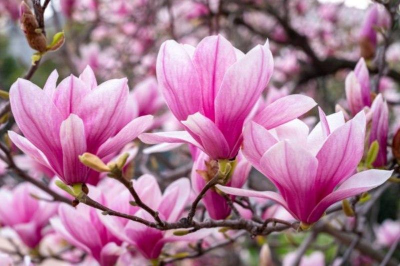 I fondi di caffè sono consigliati, tra i fiori, anche per le magnolie