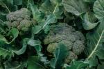 I broccoli sono un esempio di coltivazione che non vuole fondi di caffè