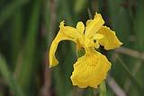 fiore di iris acquatico