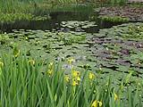 Iris acquatico in primo pianto e ninfee in uno stagno