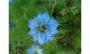 Fiore celeste di Nigella Damascena da Amazon