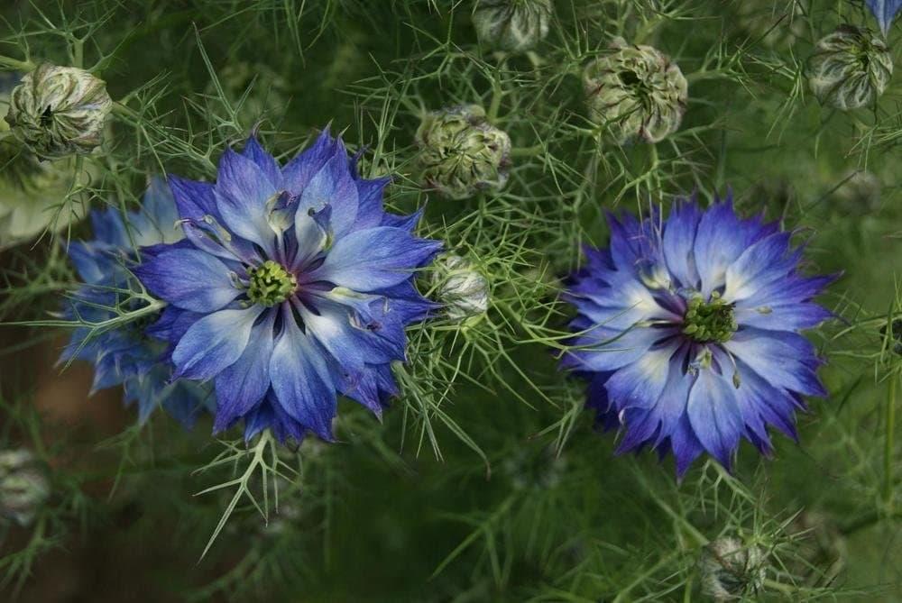 Fiori di Nigella Damascena da Amazon