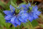 Fiori azzurri di Nigella Damascena da Amazon