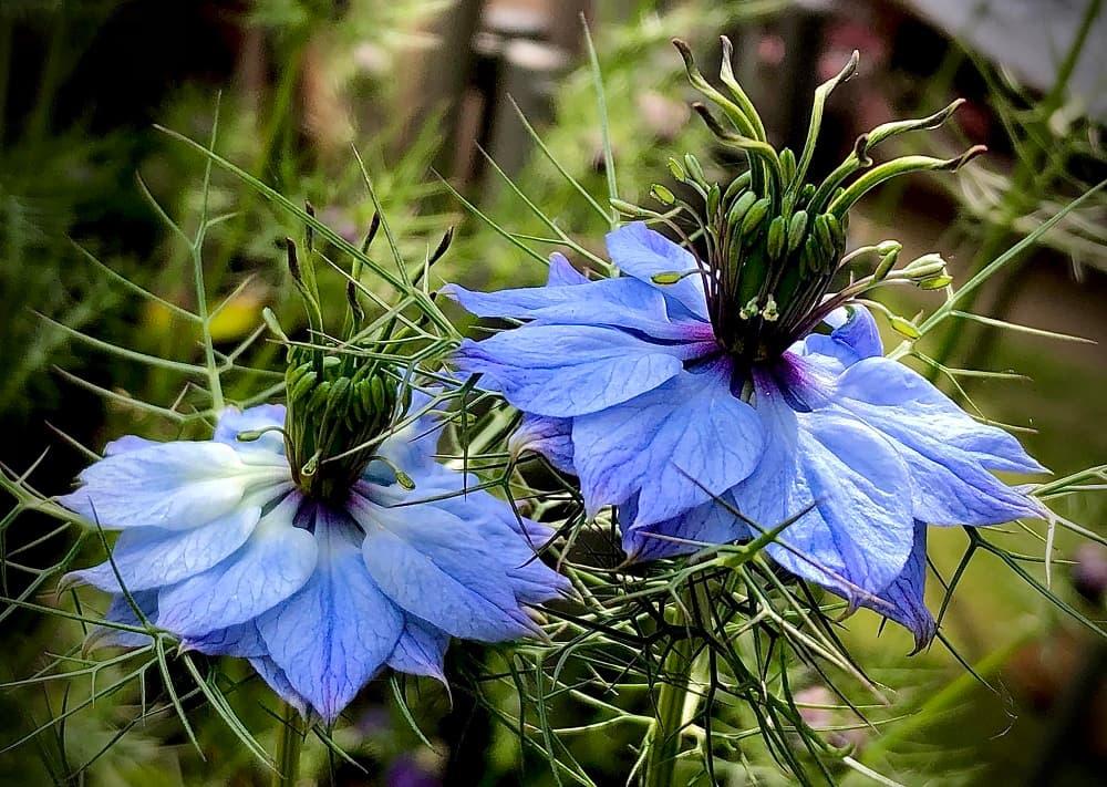 Boccioli di Nigella Damascena