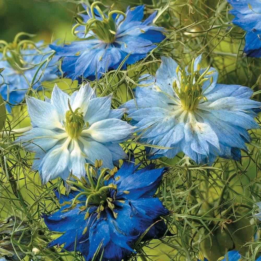 Nigella Damascena dettaglio da Amazon