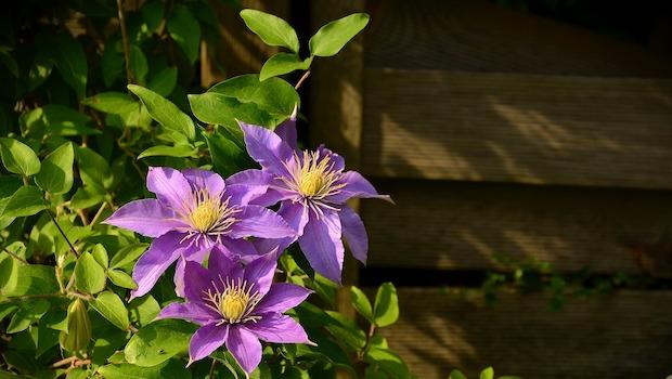 Drought-tolerant ground cover plants: Clematis - Photo: Pixabay