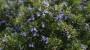 Piante da giardino resistenti al sole: rosmarino prostrato - Foto: Pixabay